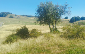 6aa2b41f47841_archamps08.jpg